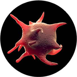 Platelet